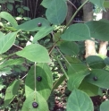 Helwingia japonica
