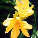 Hemerocallis middendorffii