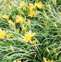 Hemerocallis thunbergii 