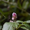 Hemiboea bicornuta CMBTW1523