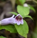 Hemiboea subcapitata