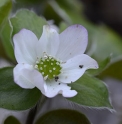Hepatica maxima 