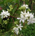 Heptacodium jasminoides