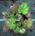 Heuchera longiflora