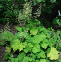 Heuchera macrorhiza