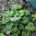 Heuchera villosa 