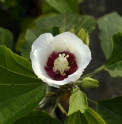 Hibiscus sinosyriacus 'Autumn Surprise'