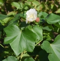 Hibiscus makinoi CMBJP1970