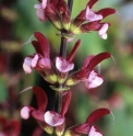 Salvia hierosolymitana 