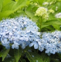 Hydrangea macrophylla 'Mikawa chidori'