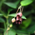 Holboellia coriacea