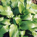 Hosta sieboldii (= albomarginata)