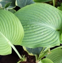 Hosta 'Big John'