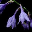 Hosta capitata