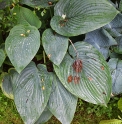 Hosta 'Empress Wu'