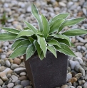 Hosta sp. nain'Japon'