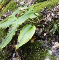 Hosta CMBJP1913