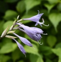 Hosta kikutii var.tosana