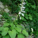 Hosta kikutii var.polyneuron 