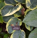 Hosta 'Northern Exposure'