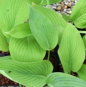 Hosta  'T.Rex'