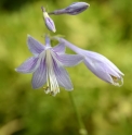 Hosta 'Cheongju'