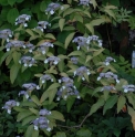 Hydrangea longipes 