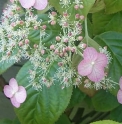 Hydrangea anomala 'Crug Coral'