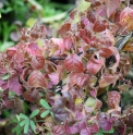 Hydrangea anomala 'Winter Surprise'