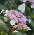 Hydrangea aspera x involucrata