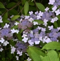 Hydrangea aspera 'Wolong' CBCH179