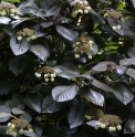 Hydrangea aspera 'Bellevue'