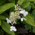 Hydrangea bretschneideri JN11018