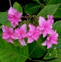 Hydrangea macrophylla 'Hanabi Pink'