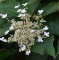 Hydrangea heteromalla 'Nepal Beauty'