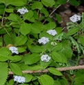 Hydrangea hirta JP471