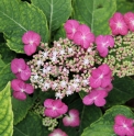 Hydrangea serrata 'Hoi no Hoshi'