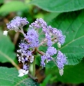 Hydrangea involucrata JP4400