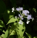 Hydrangea involucrata 'Blue Bunny'