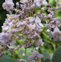 Hydrangea involucrata 'Mihara Kokonoe'