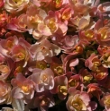 Hydrangea involucrata 'Yokudanka' 