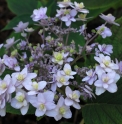 Hydrangea involucrata 'Yoraku'