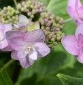 Hydrangea serrata 'Izu 15'