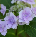 Hydrangea macrophylla 'Jogosaki'