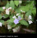 Hydrangea serrata 'Kujusan'