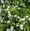 Hydrangea luteovenosa