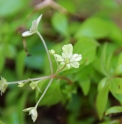 Hydrangea luteovenosa 'Rokko Hanagasa'