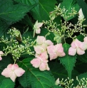 Hydrangea macrophylla var.acuminata