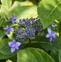 Hydrangea macrophylla 'Izu no Hana'