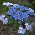 Hydrangea macrophylla 'Nadeshiko'